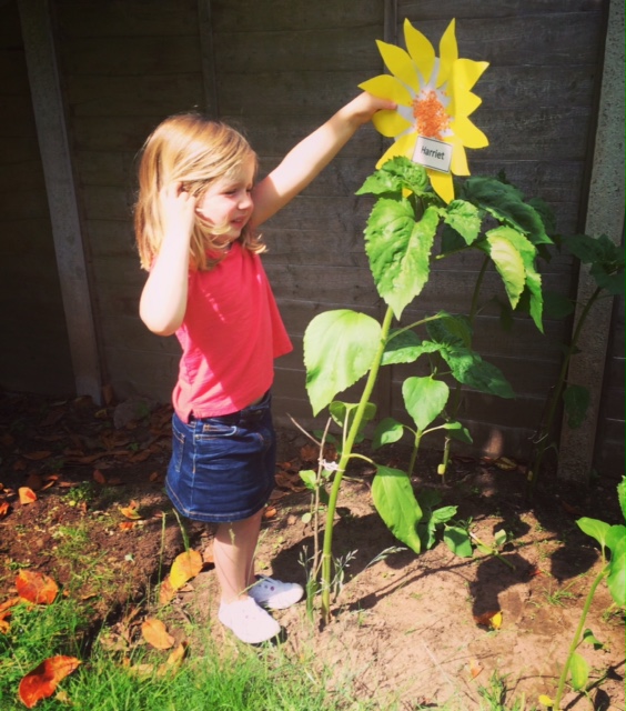  - Not every sunflower was blooming. But where they weren't, we were improvising!
